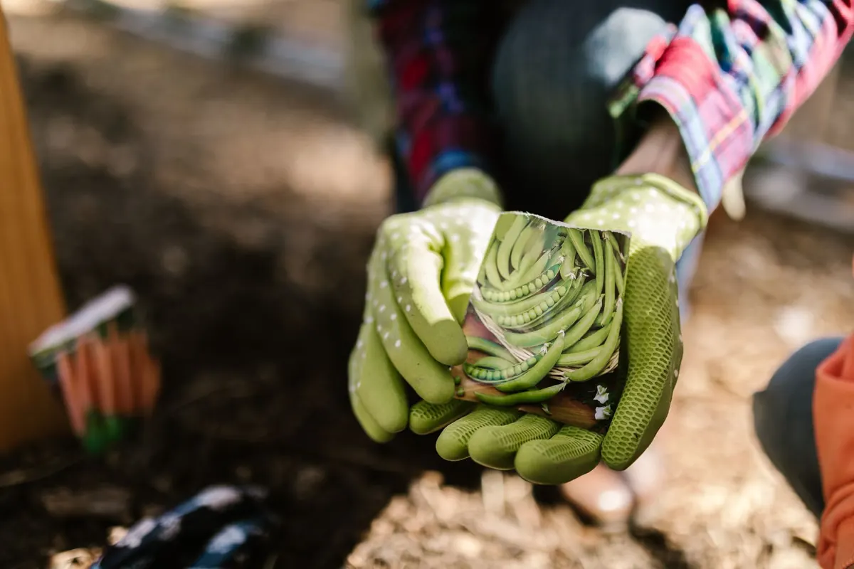 Beginner's Guide to Reading Seed Packets: Spacing, Depth, and Days to Maturity