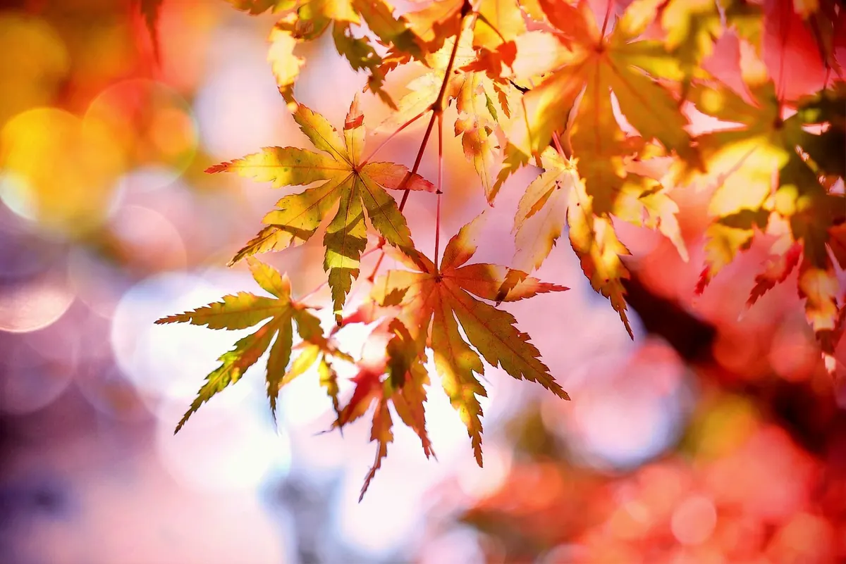Fall Garden Prep Checklist: What to Cut Back, Cover, and Plant Before Winter