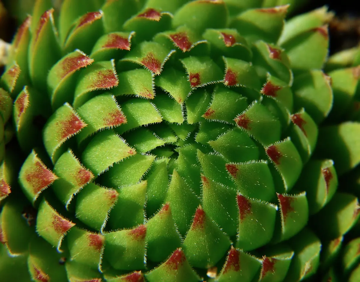 Low-Water Garden Plan for Hot, Dry Climates: 12 Plants That Thrive