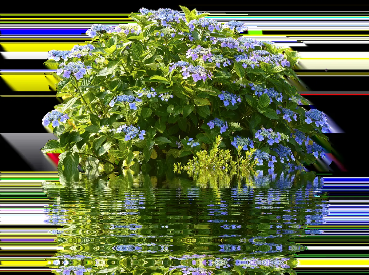 Why Your Hydrangeas Aren't Blooming: 7 Causes and Fixes